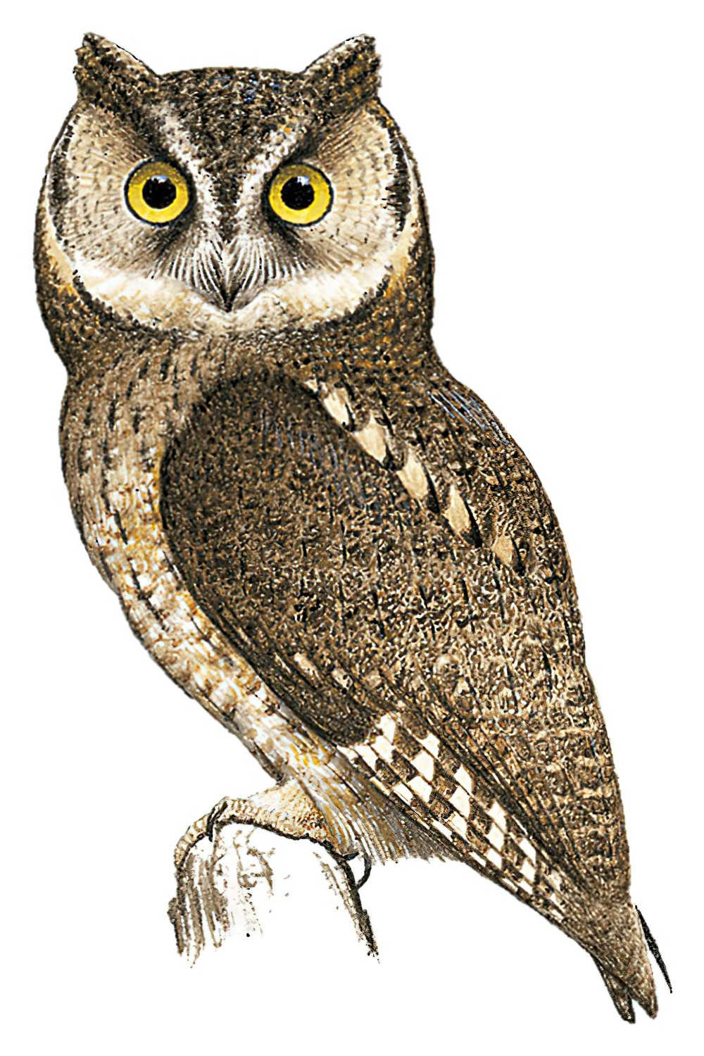 桑岛角鸮 / Sangihe Scops Owl / Otus collari