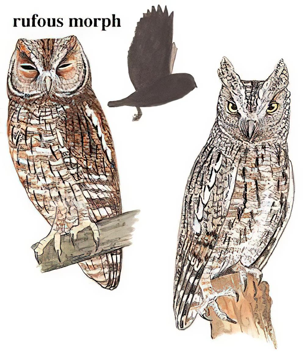 西红角鸮 / Eurasian Scops Owl / Otus scops