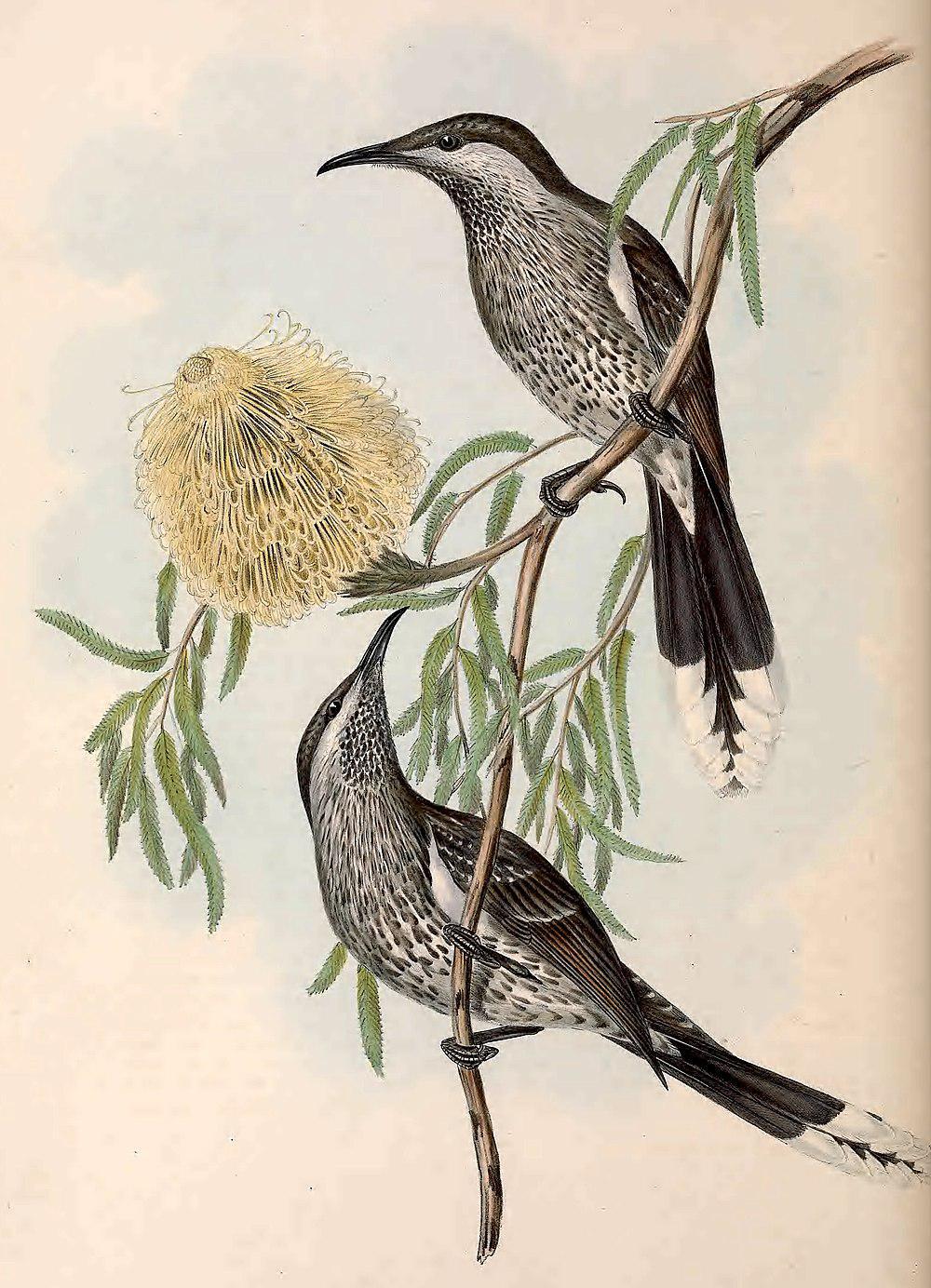 小垂蜜鸟 / Western Wattlebird / Anthochaera lunulata