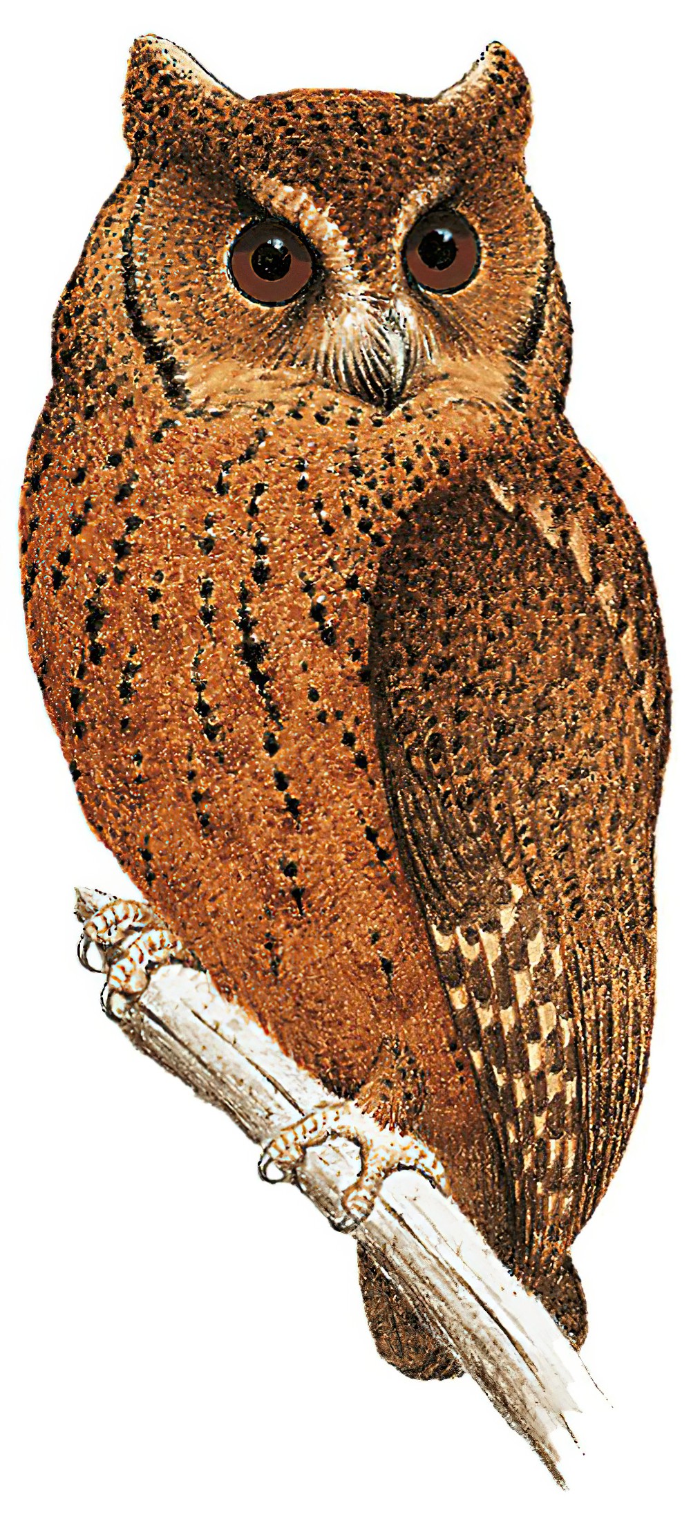 明岛领角鸮 / Mentawai Scops Owl / Otus mentawi