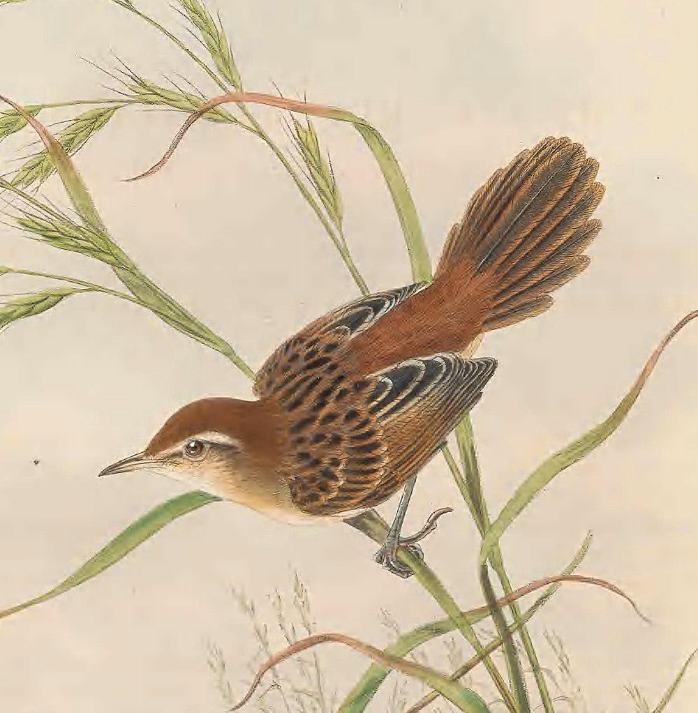 佛来大尾莺 / Fly River Grassbird / Poodytes albolimbatus