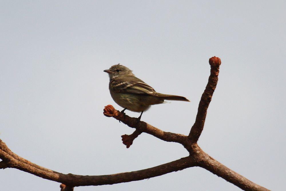 纯色冠拟霸鹟 / Plain-crested Elaenia / Elaenia cristata