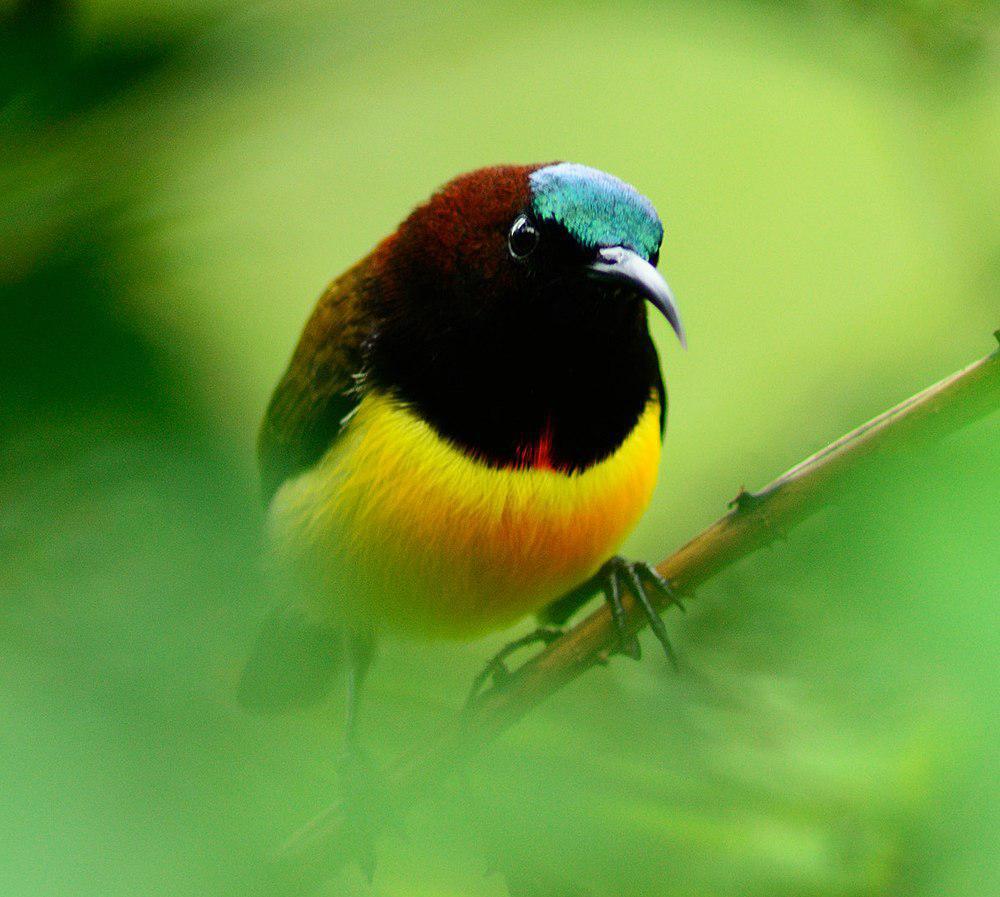 栗颈太阳鸟 / Maroon-naped Sunbird / Aethopyga guimarasensis