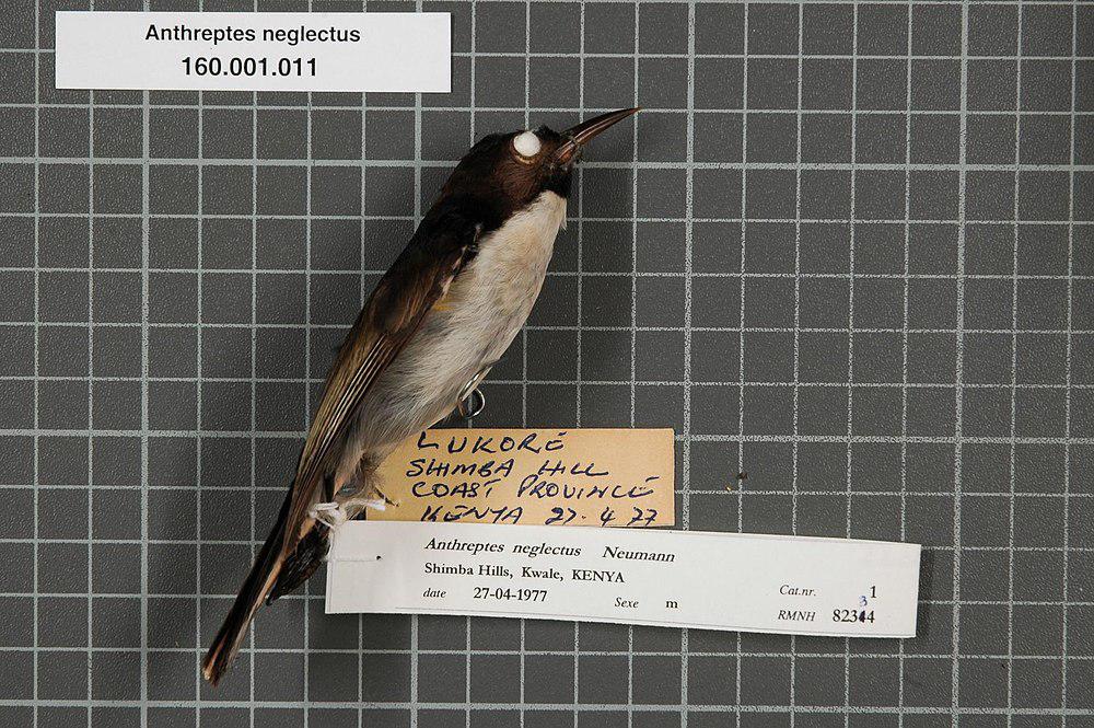 紫背食蜜鸟 / Uluguru Violet-backed Sunbird / Anthreptes neglectus