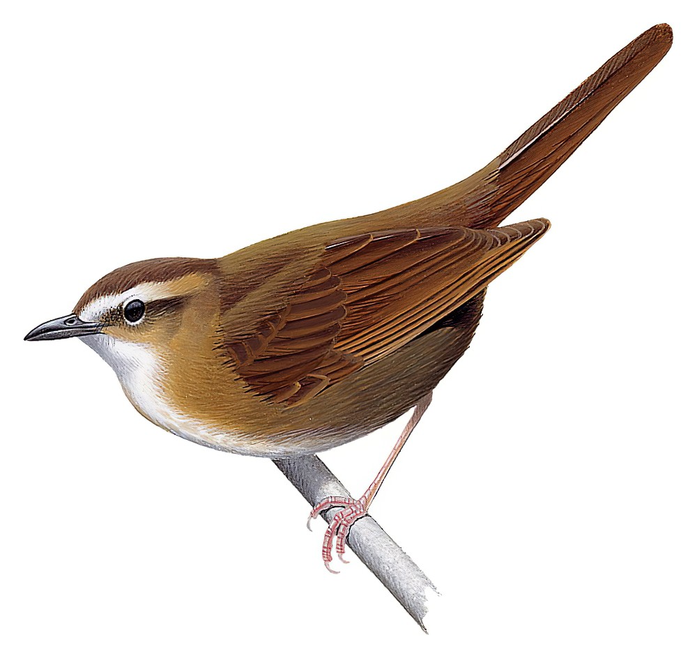 长腿草莺 / Long-legged Thicketbird / Cincloramphus rufus