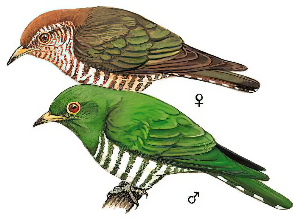 翠金鹃 / Asian Emerald Cuckoo / Chrysococcyx maculatus
