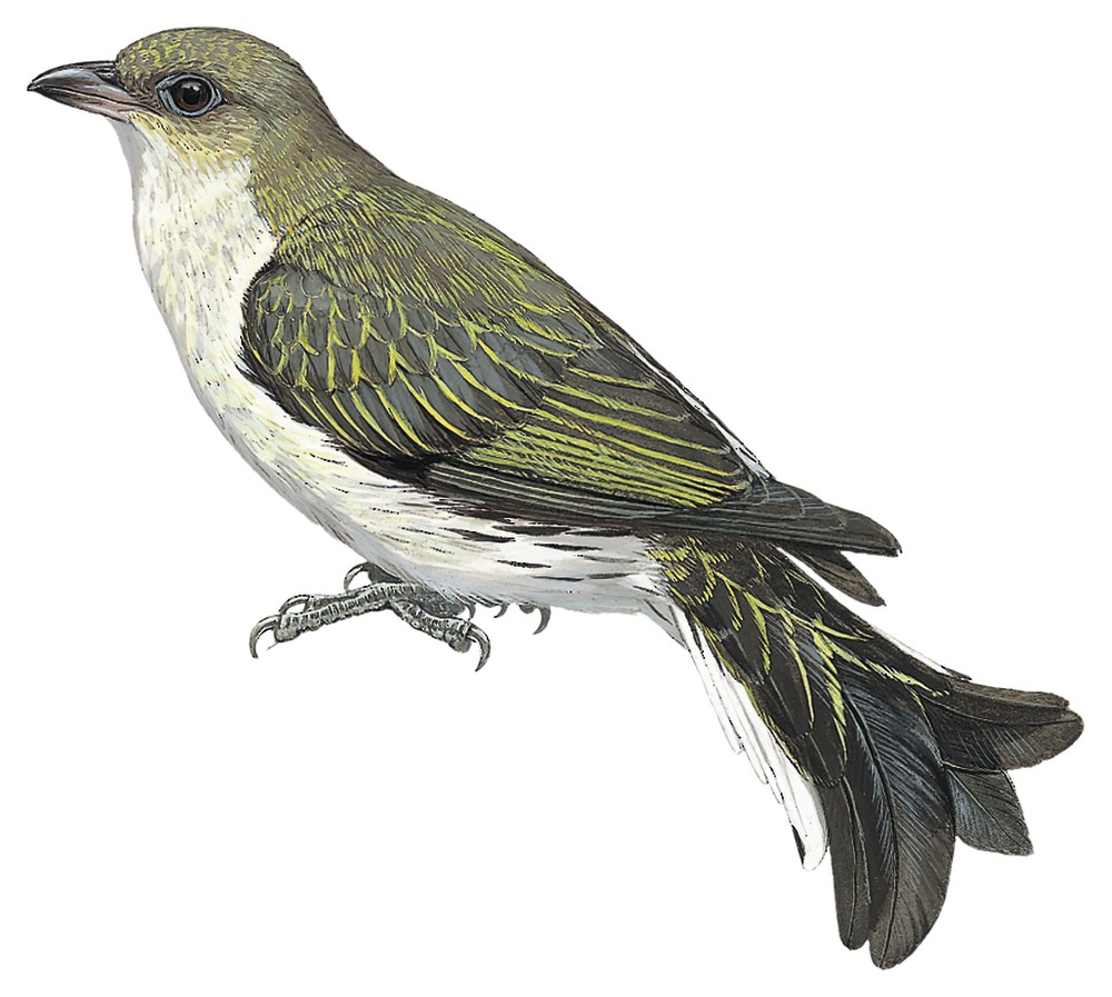 琴尾响蜜䴕 / Lyre-tailed Honeyguide / Melichneutes robustus