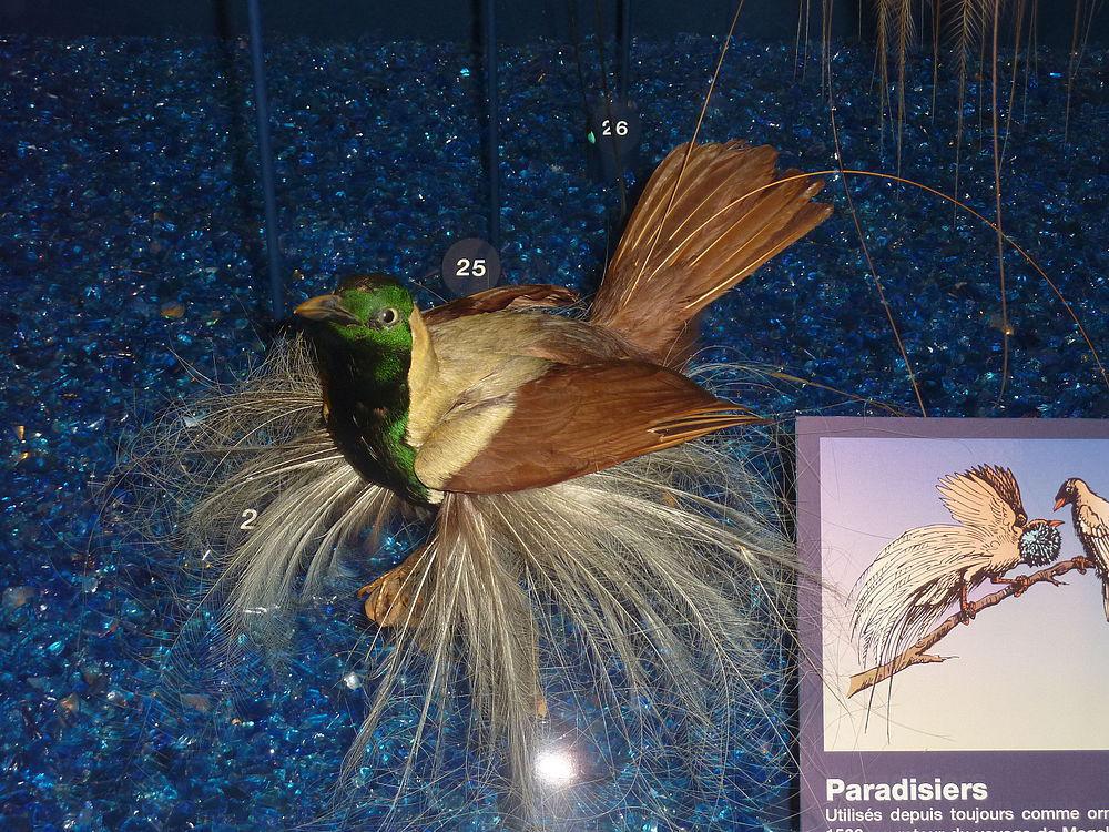 线翎极乐鸟 / Emperor Bird-of-paradise / Paradisaea guilielmi