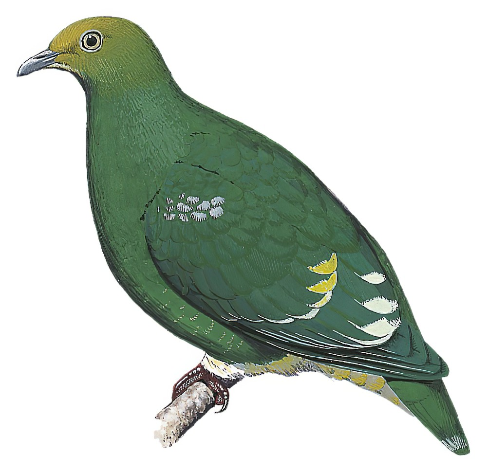 银肩果鸠 / Tanna Fruit Dove / Ptilinopus tannensis