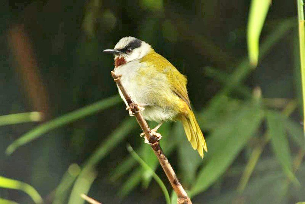 灰顶莺 / Grey-capped Warbler / Eminia lepida