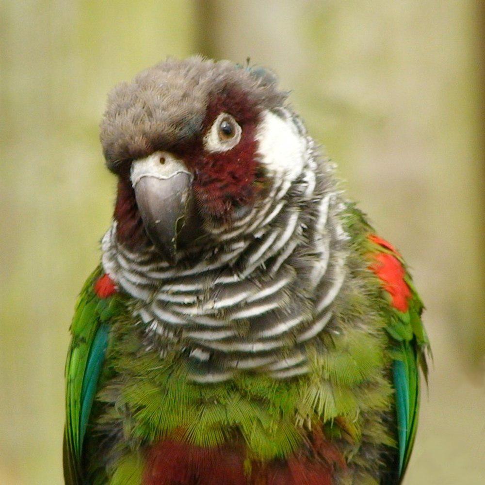 灰胸鹦哥 / Grey-breasted Parakeet / Pyrrhura griseipectus