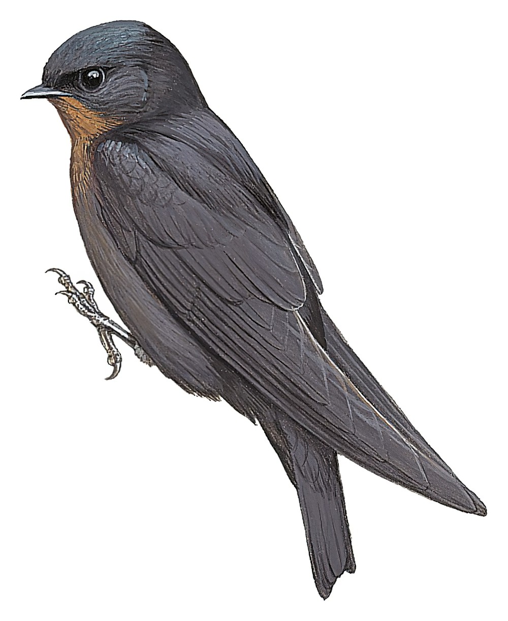 林燕 / Forest Swallow / Petrochelidon fuliginosa
