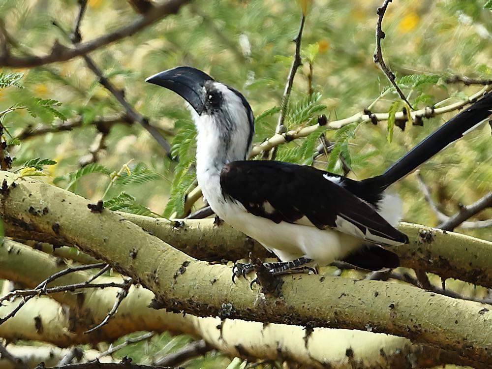 杰氏弯嘴犀鸟 / Jackson\'s Hornbill / Tockus jacksoni