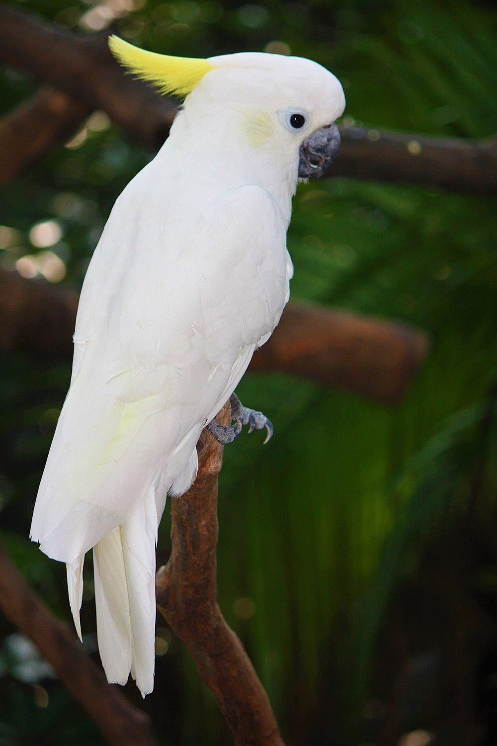 小葵花凤头鹦鹉 / Yellow-crested Cockatoo / Cacatua sulphurea