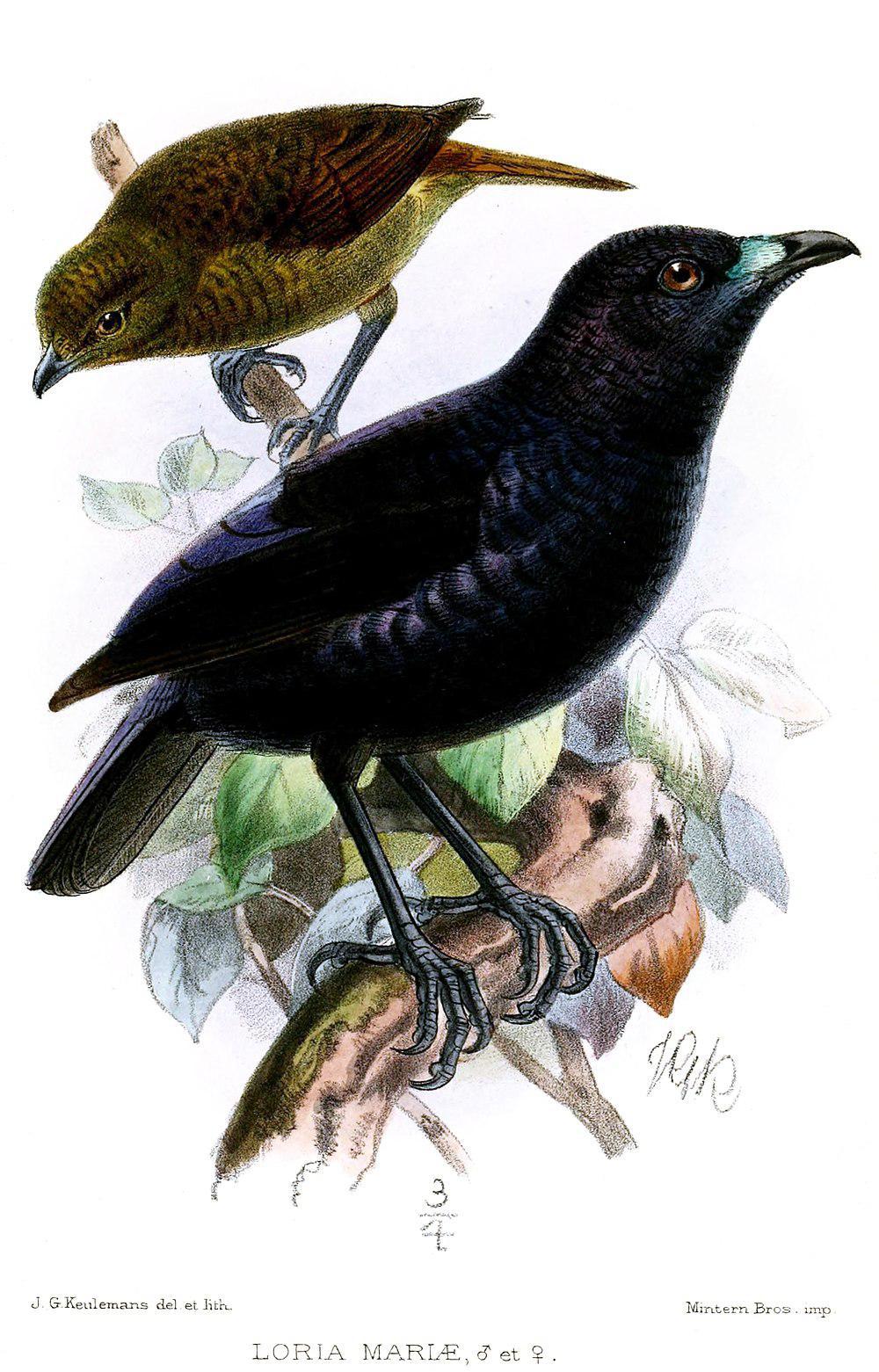 冠园丁鸟 / MacGregor\'s Bowerbird / Amblyornis macgregoriae