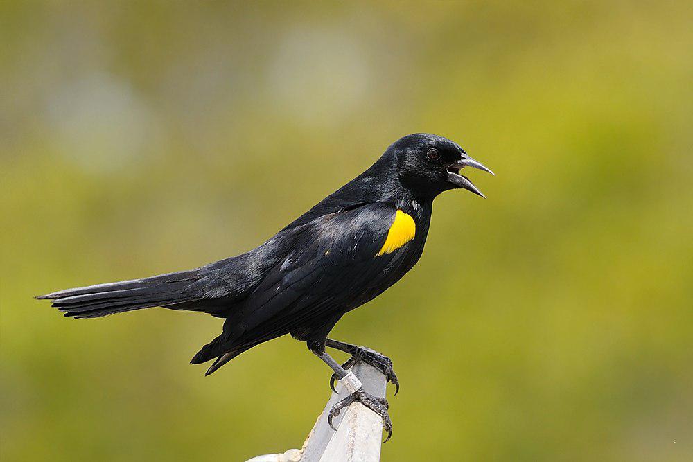 黄肩黑鹂 / Yellow-shouldered Blackbird / Agelaius xanthomus