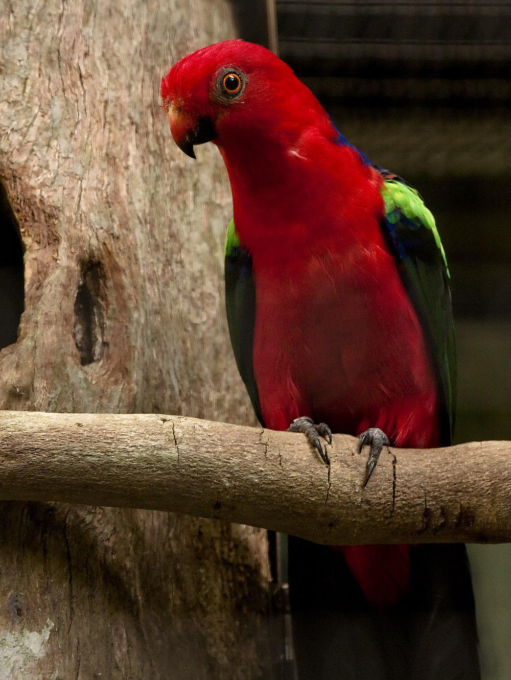 绿翅王鹦鹉 / Papuan King Parrot / Alisterus chloropterus