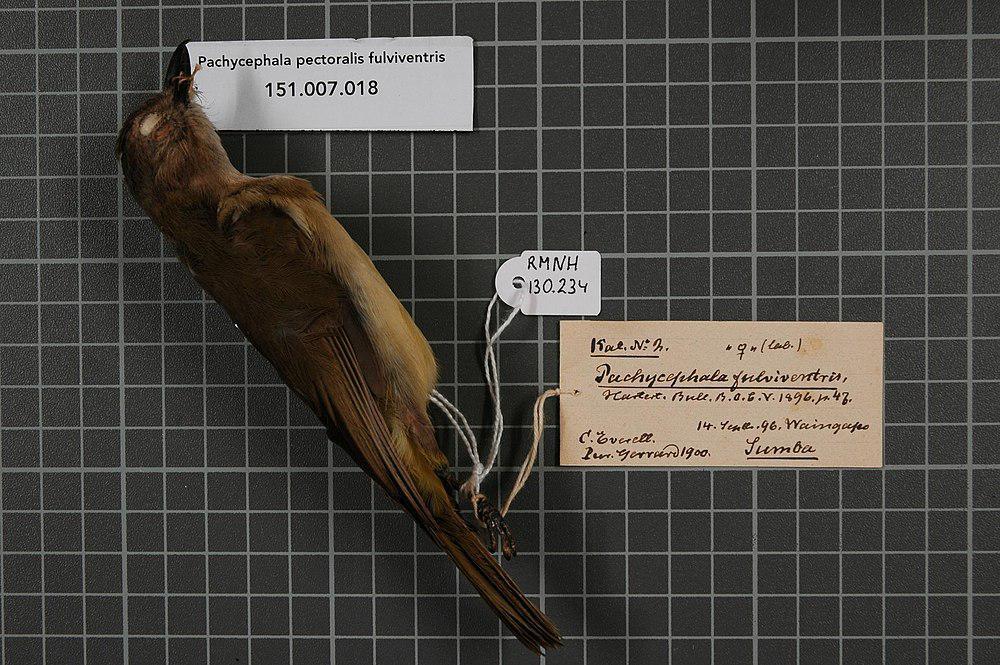 锈胸啸鹟 / Rusty-breasted Whistler / Pachycephala fulvotincta