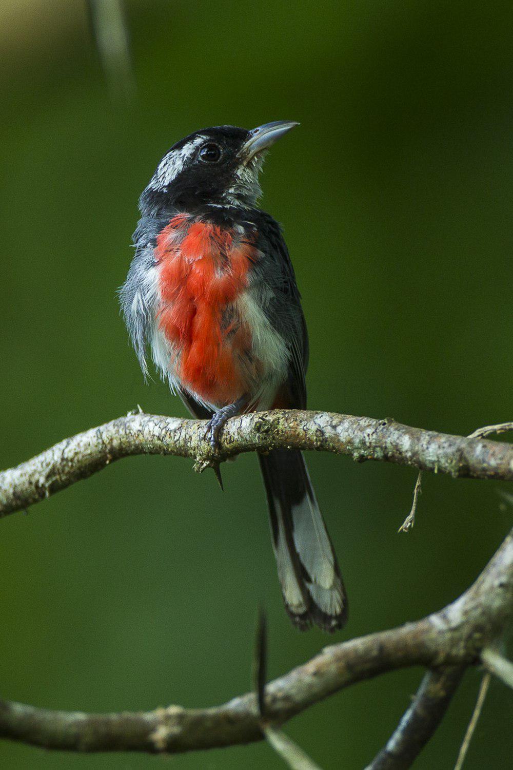 红胸䳭莺 / Red-breasted Chat / Granatellus venustus