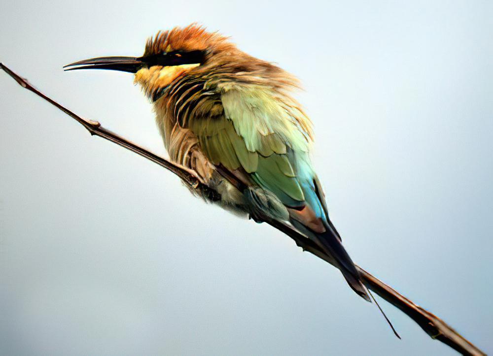 彩虹蜂虎 / Rainbow Bee-eater / Merops ornatus