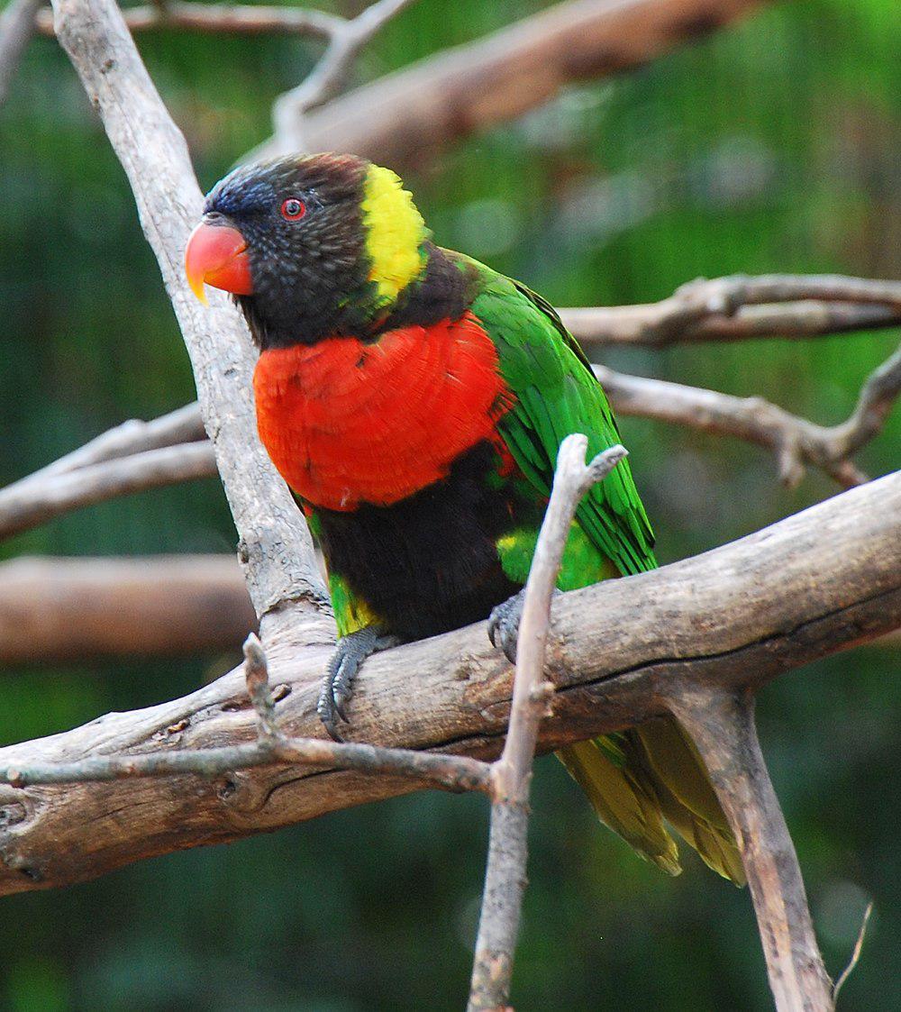 红胸吸蜜鹦鹉 / Sunset Lorikeet / Trichoglossus forsteni