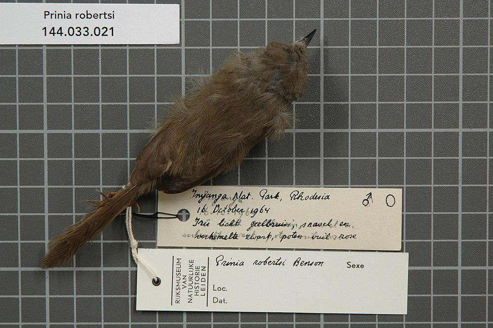 罗氏山鹪莺 / Roberts\'s Warbler / Oreophilais robertsi