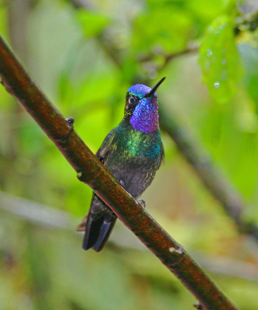 紫喉宝石蜂鸟 / Purple-throated Mountaingem / Lampornis calolaemus