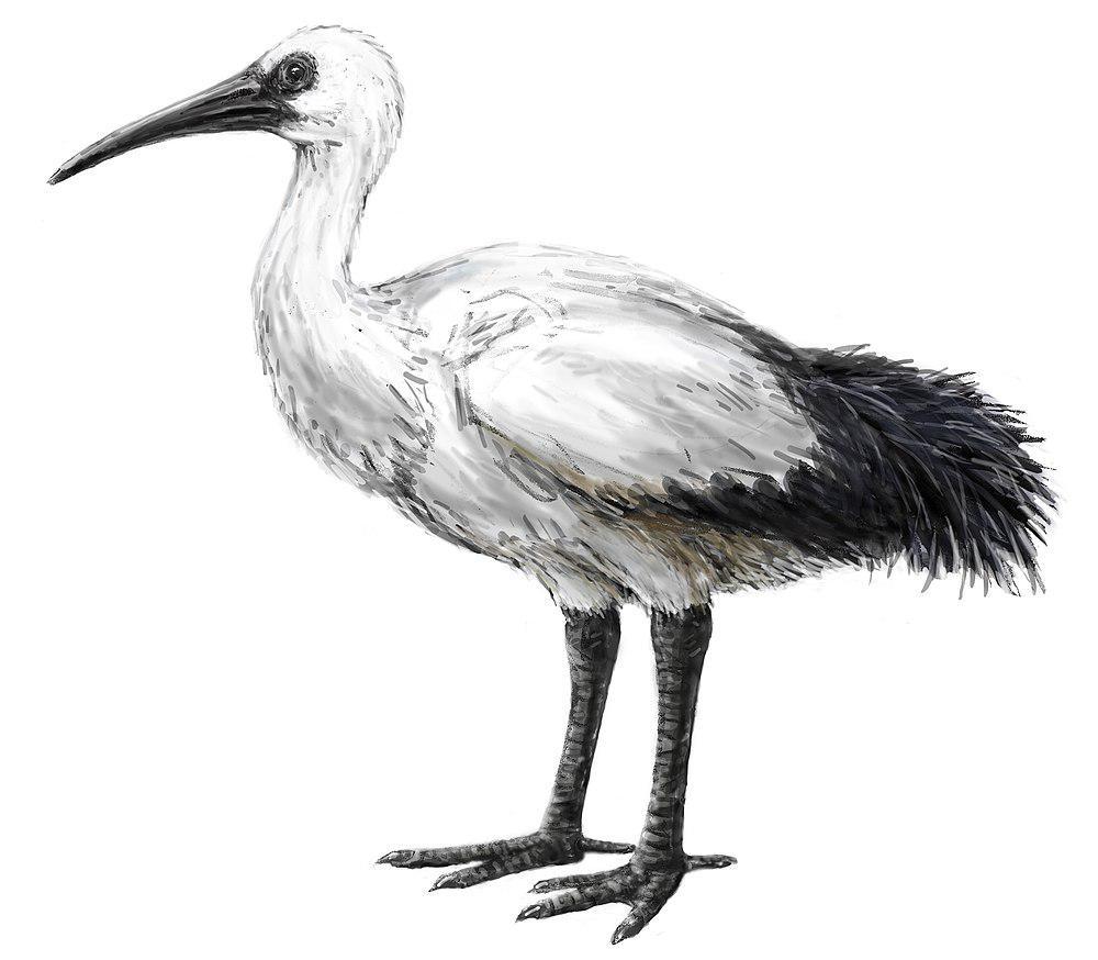 留尼汪孤鸽 / Reunion Ibis / Threskiornis solitarius