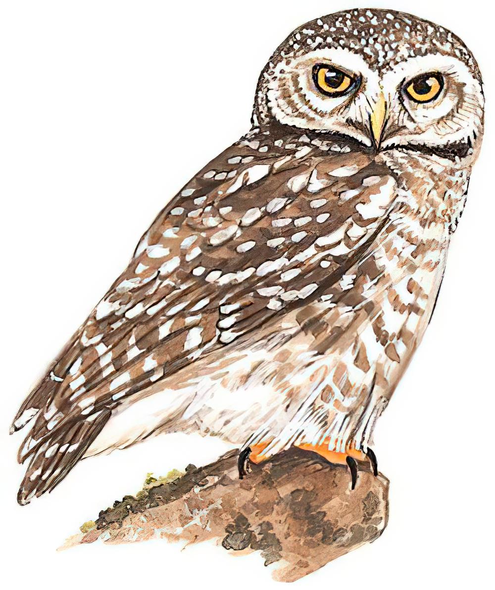 横斑腹小鸮 / Spotted Owlet / Athene brama