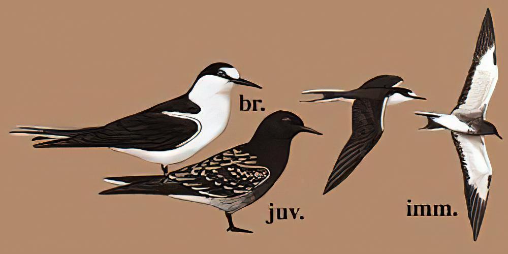 乌燕鸥 / Sooty Tern / Onychoprion fuscatus