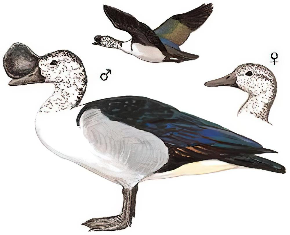 瘤鸭 / Knob-billed Duck / Sarkidiornis melanotos