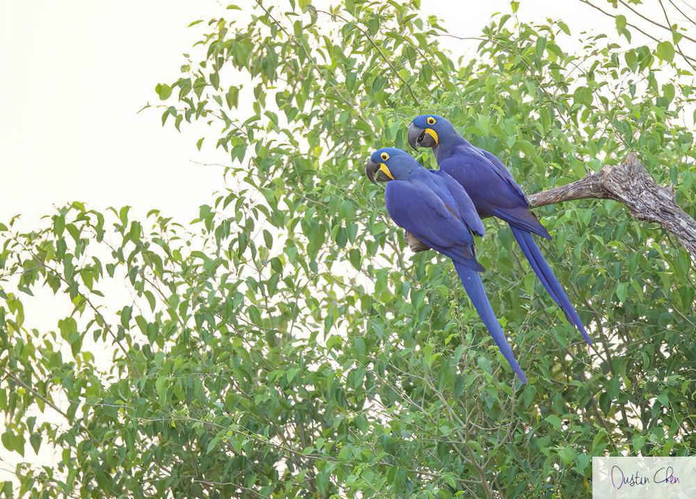 紫蓝金刚鹦鹉 / Hyacinth Macaw / Anodorhynchus hyacinthinus
