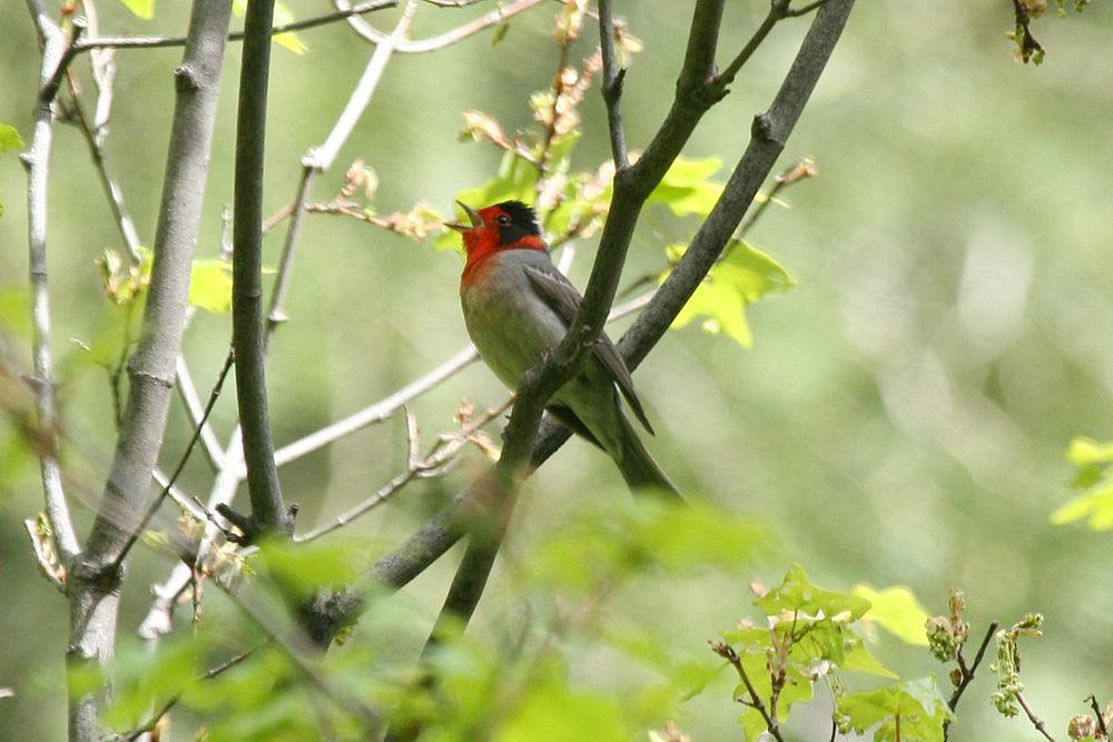 红脸假森莺 / Red-faced Warbler / Cardellina rubrifrons