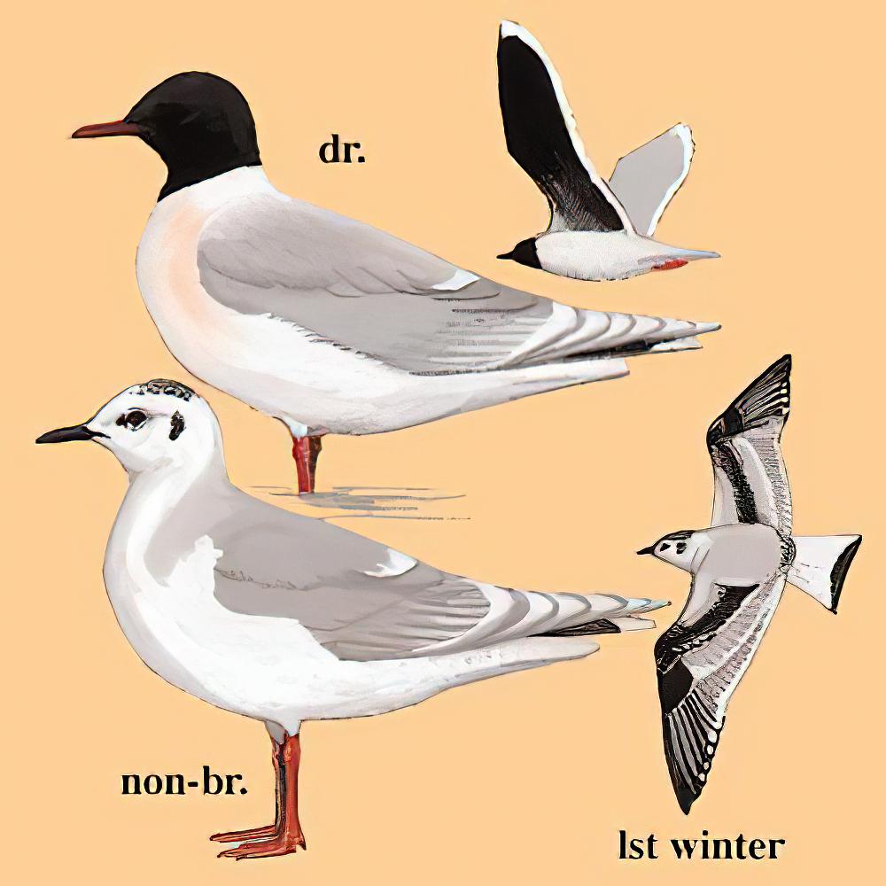 小鸥 / Little Gull / Hydrocoloeus minutus