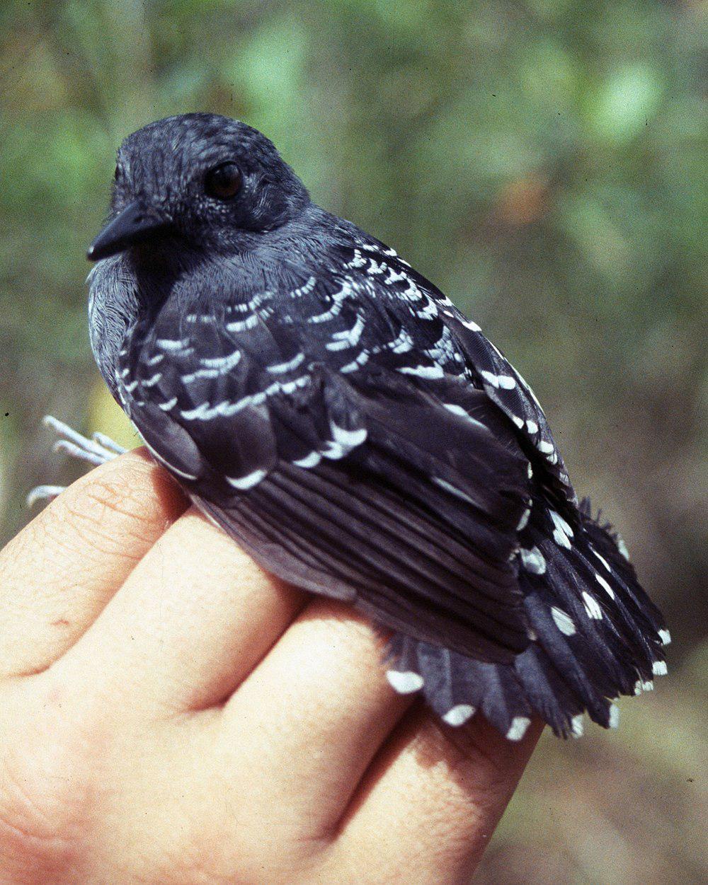 鳞背蚁鸟 / Common Scale-backed Antbird / Willisornis poecilinotus
