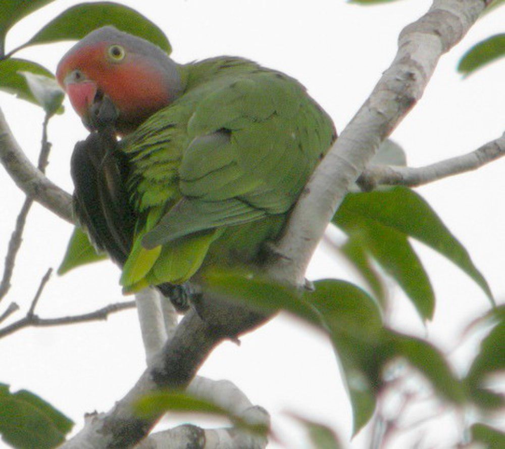 红脸鹦鹉 / Red-cheeked Parrot / Geoffroyus geoffroyi