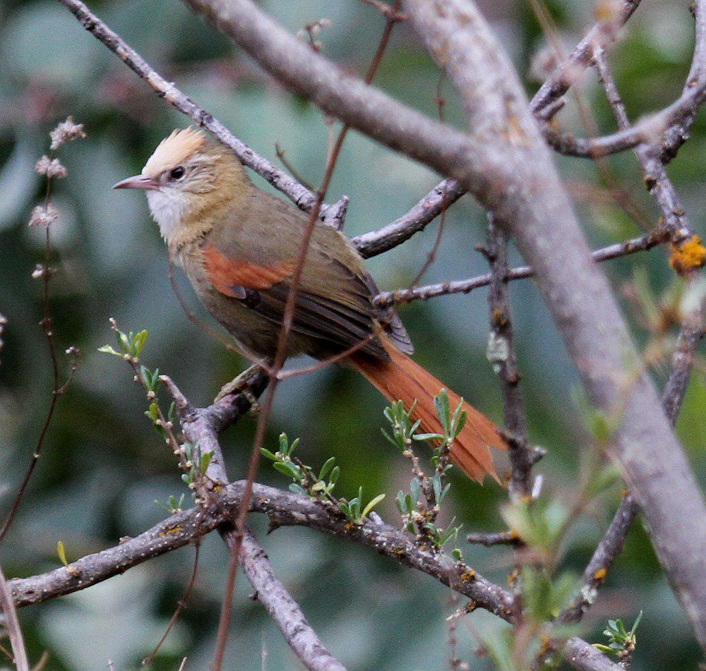 白冠针尾雀 / Creamy-crested Spinetail / Cranioleuca albicapilla