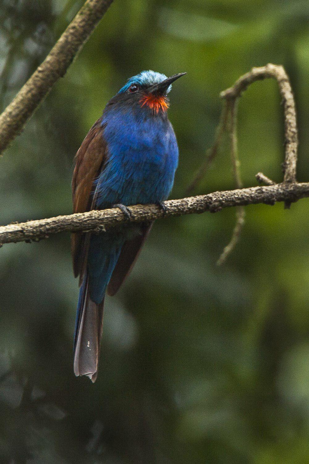 蓝头蜂虎 / Blue-headed Bee-eater / Merops muelleri