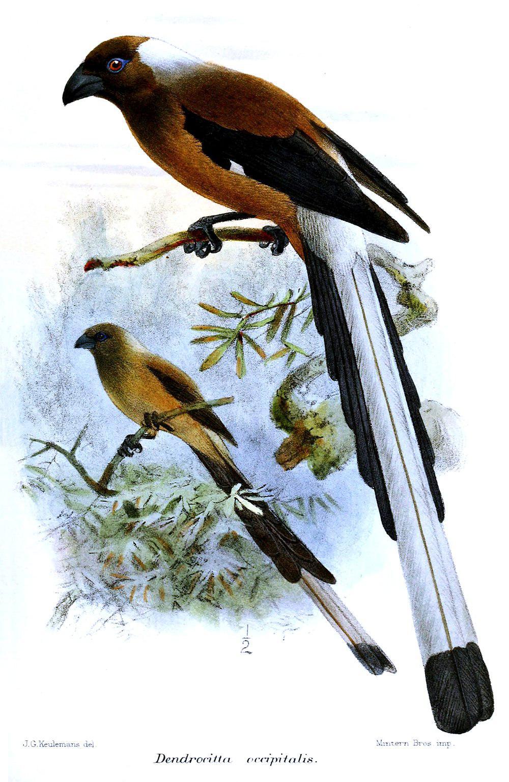 马来树鹊 / Sumatran Treepie / Dendrocitta occipitalis