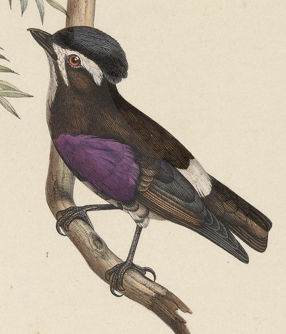 白眉紫须伞鸟 / White-browed Purpletuft / Iodopleura isabellae