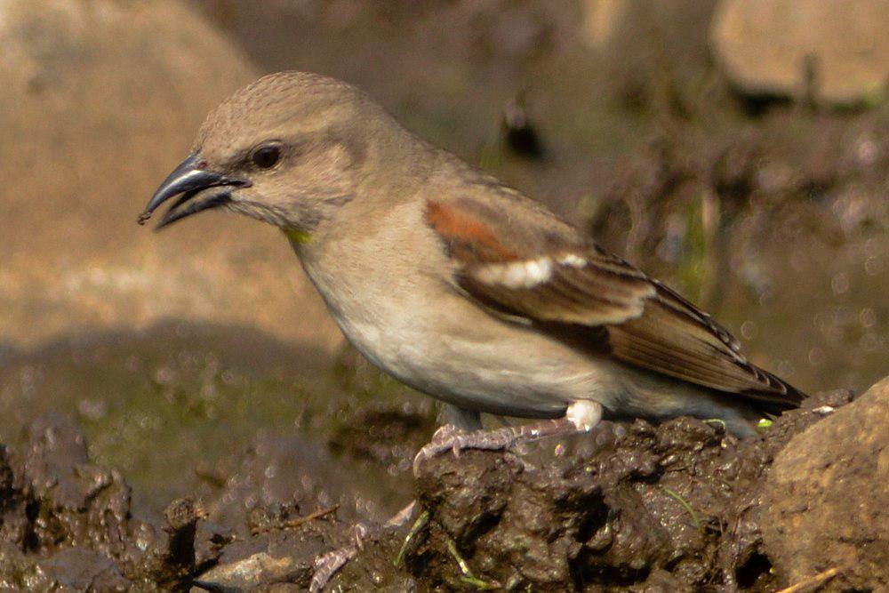 栗肩石雀 / Yellow-throated Sparrow / Gymnoris xanthocollis