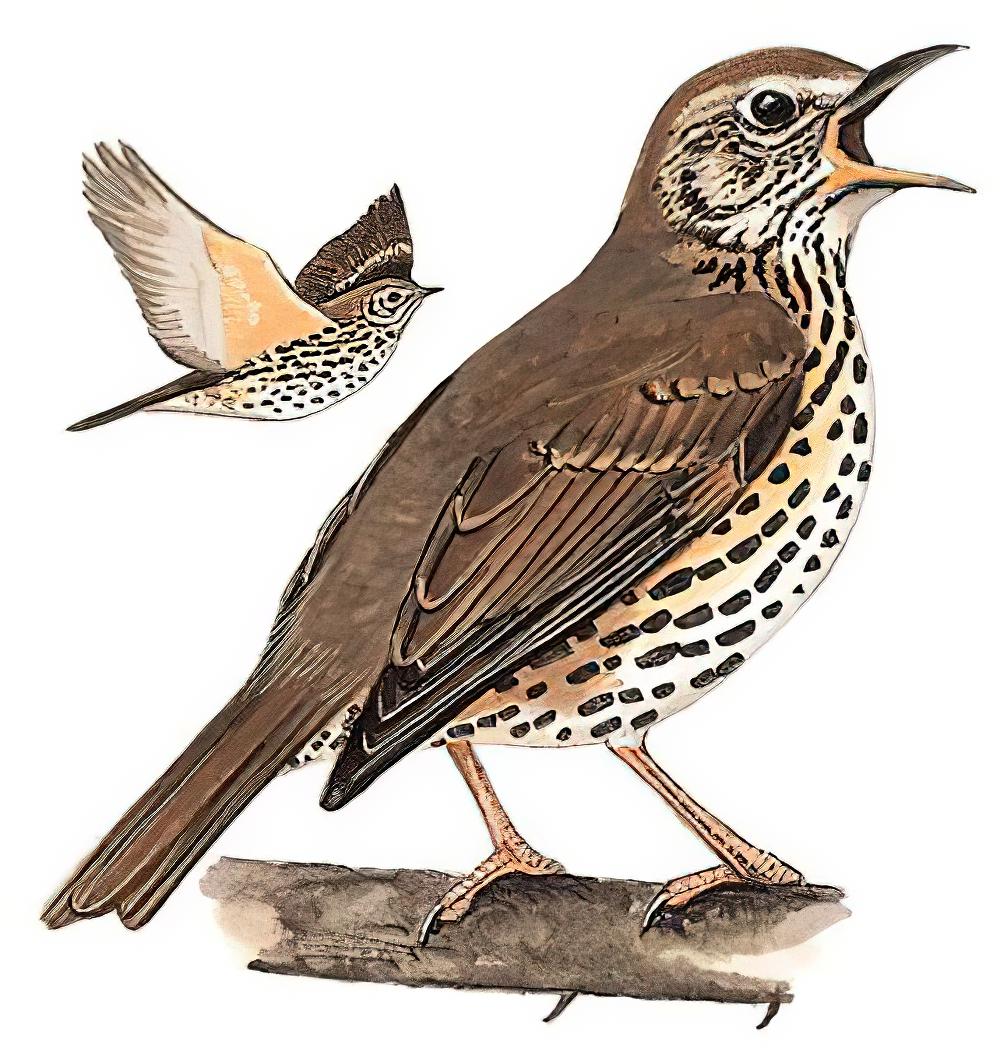 欧歌鸫 / Song Thrush / Turdus philomelos