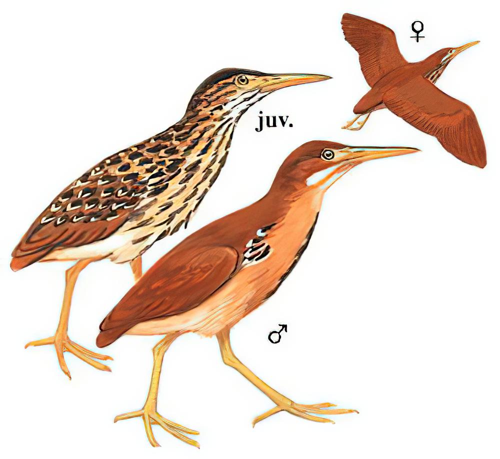 栗苇鳽 / Cinnamon Bittern / Ixobrychus cinnamomeus