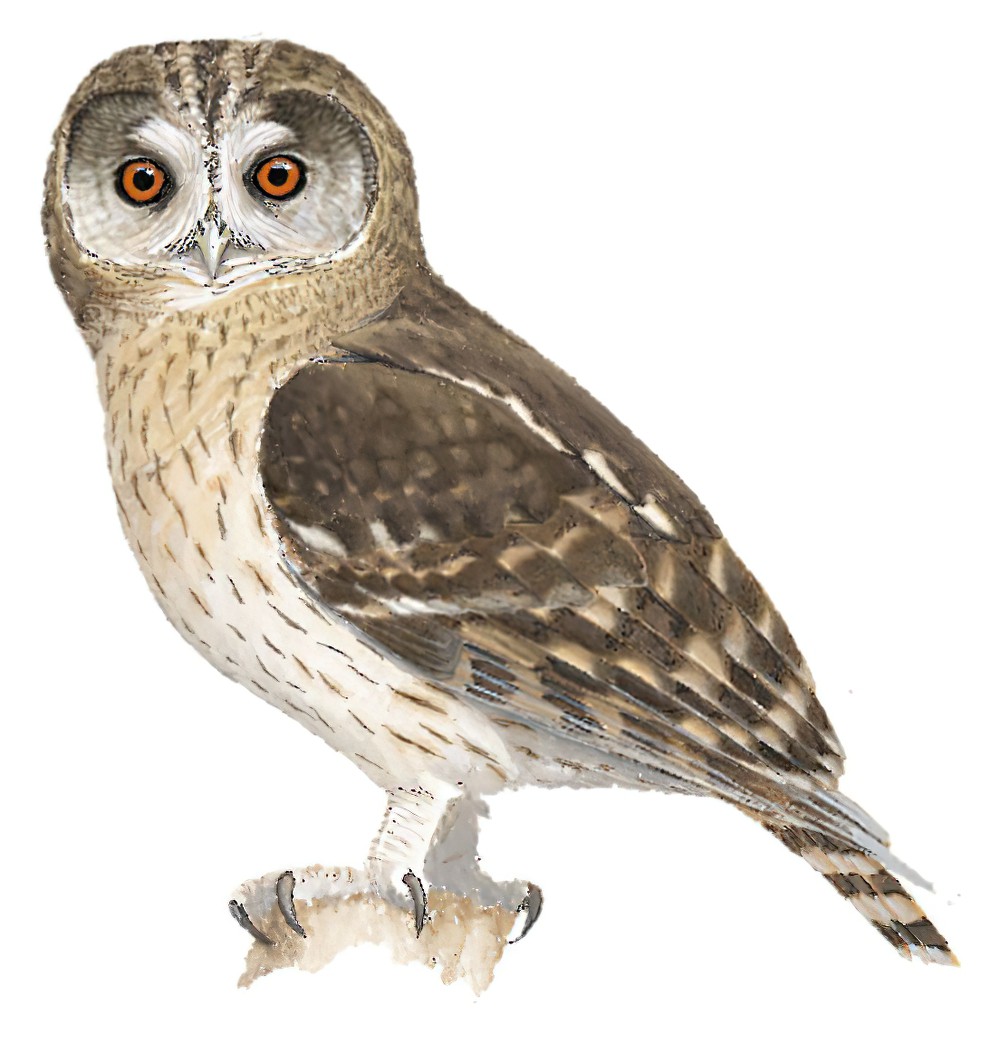 漠林鸮 / Omani Owl / Strix butleri