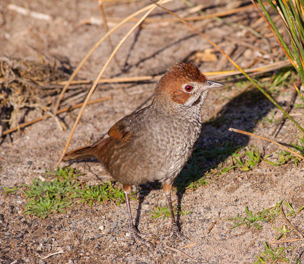 短翅刺莺 / Rufous Bristlebird / Dasyornis broadbenti