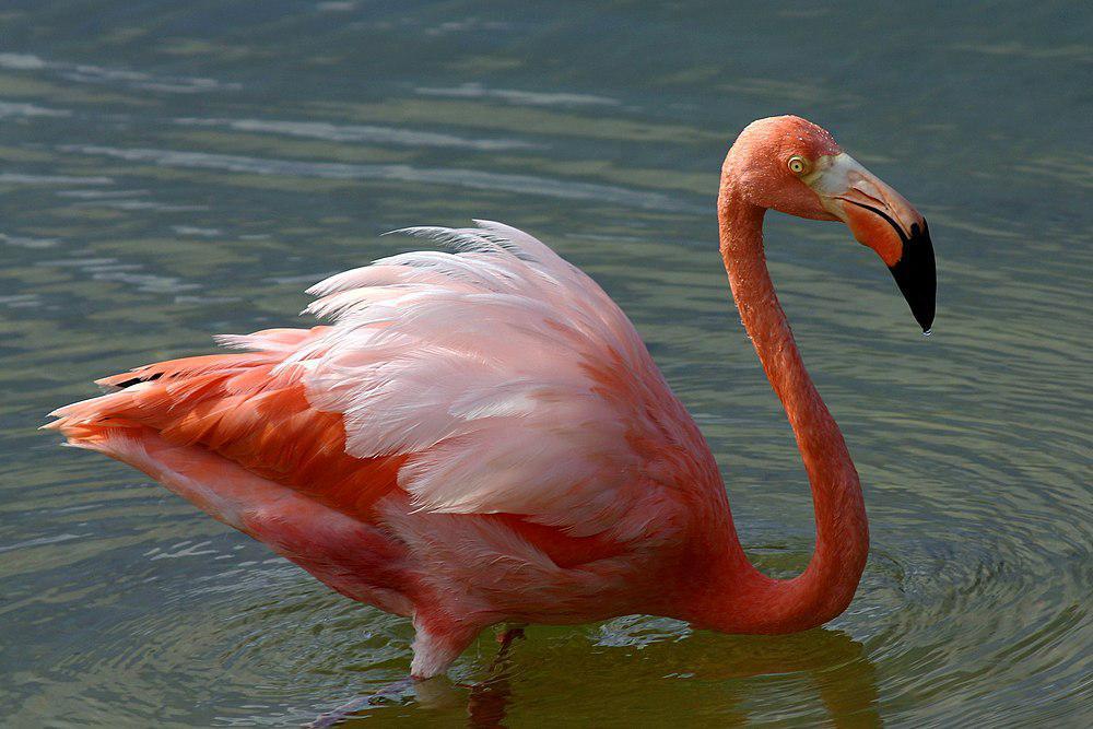 美洲红鹳 / American Flamingo / Phoenicopterus ruber
