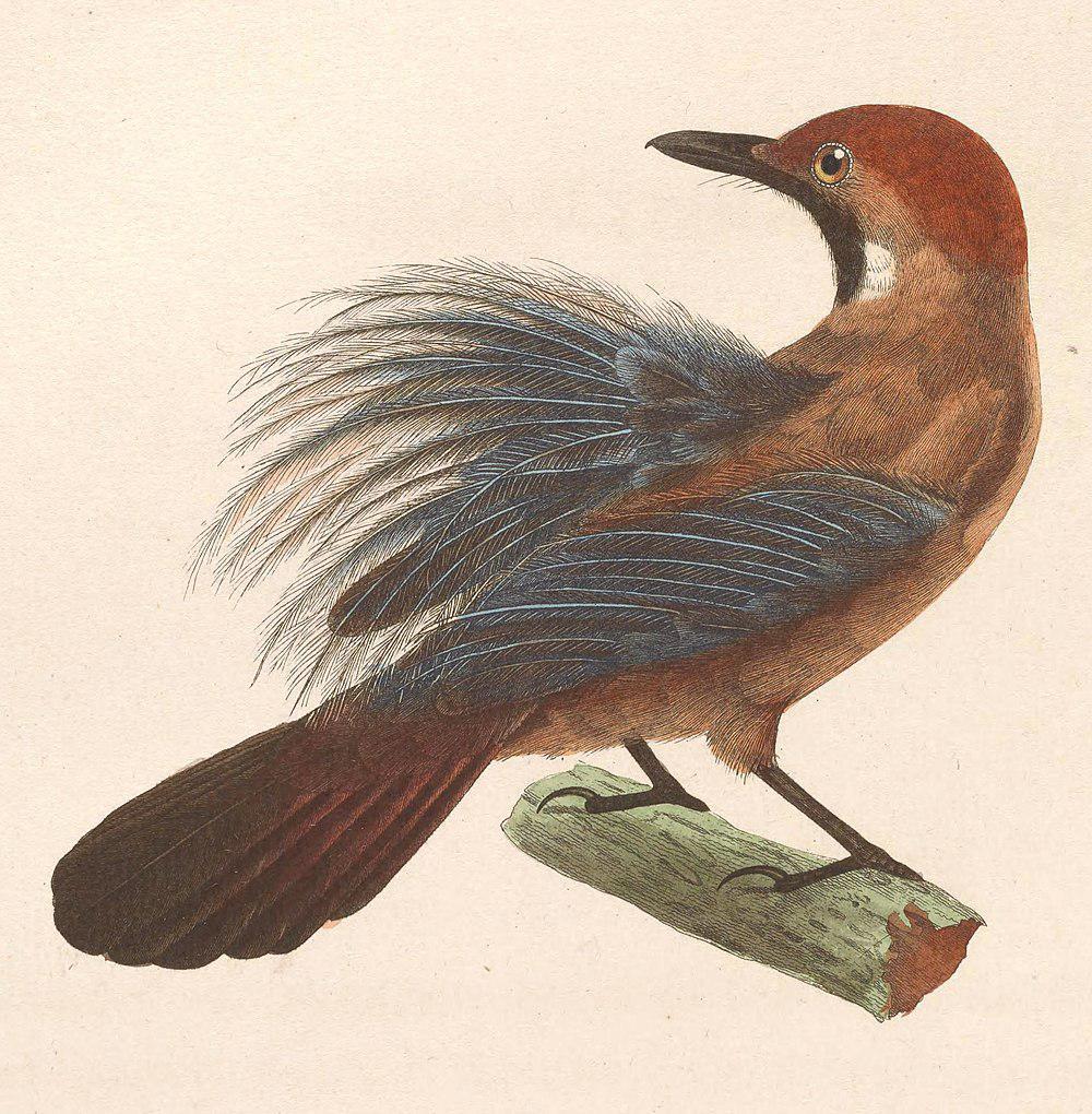 绒背纹胸鹛 / Fluffy-backed Tit-Babbler / Macronus ptilosus