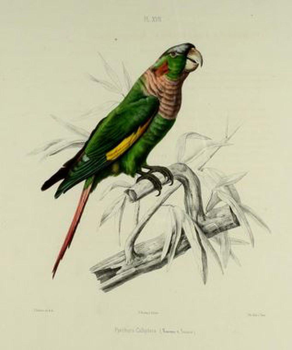 褐胸鹦哥 / Flame-winged Parakeet / Pyrrhura calliptera