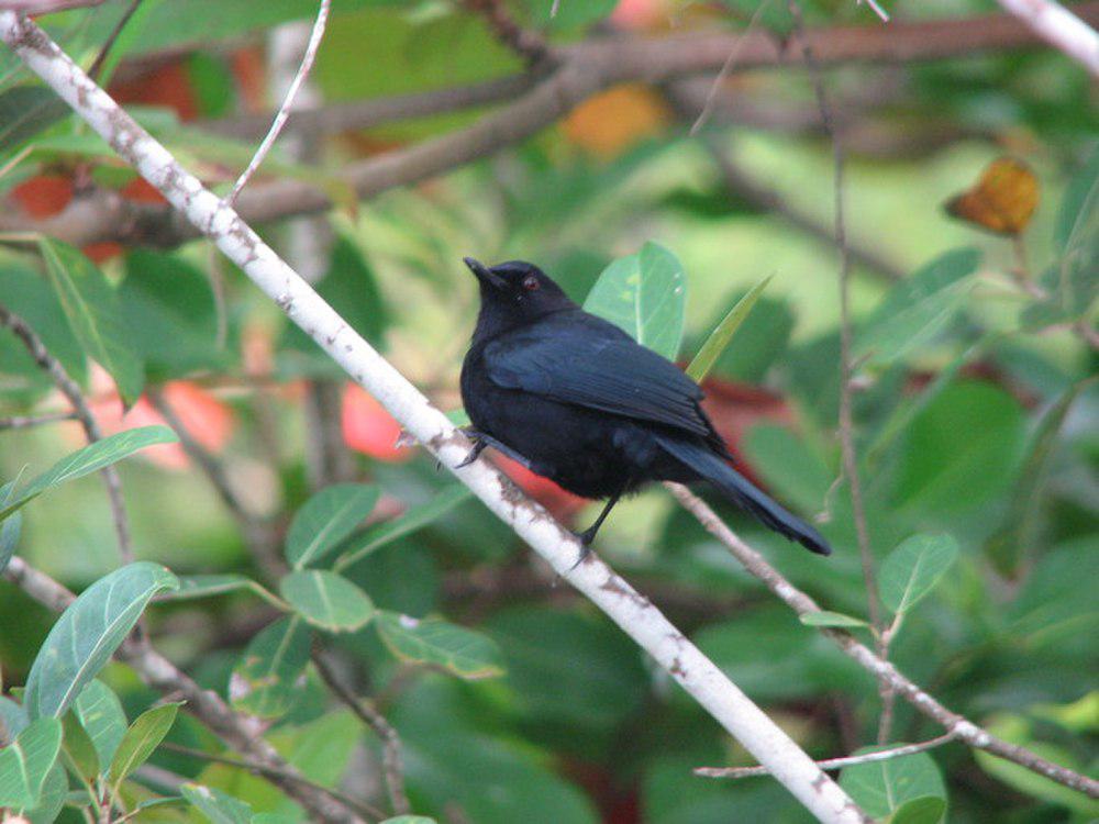 黑嘲鸫 / Black Catbird / Melanoptila glabrirostris