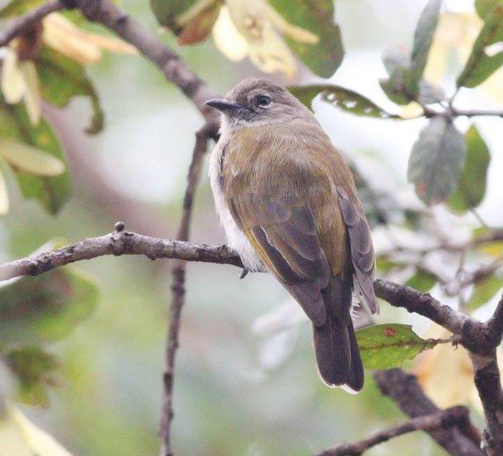 绿背蜜䴕 / Green-backed Honeybird / Prodotiscus zambesiae